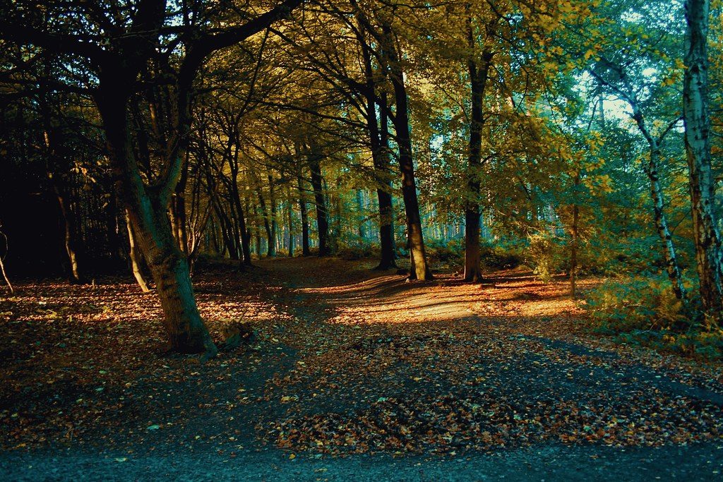 Paysage de landes et de forêts